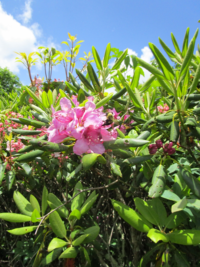 rhododendron