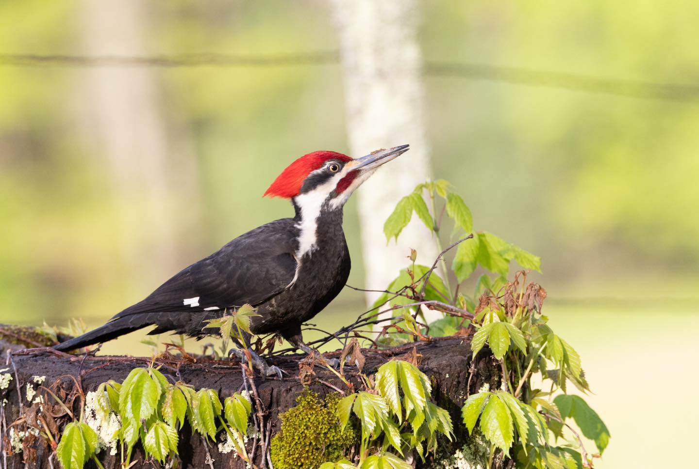 Woodpecker