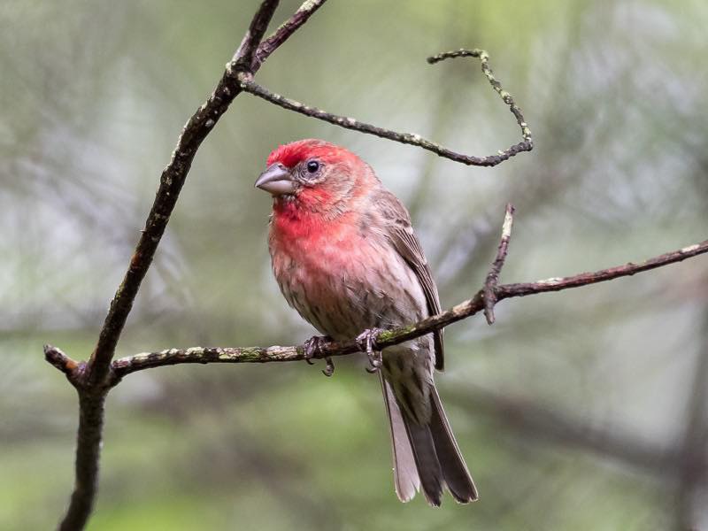 House Finch