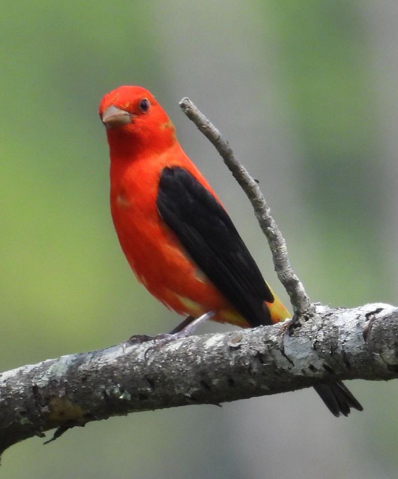 Scarlet Tanager