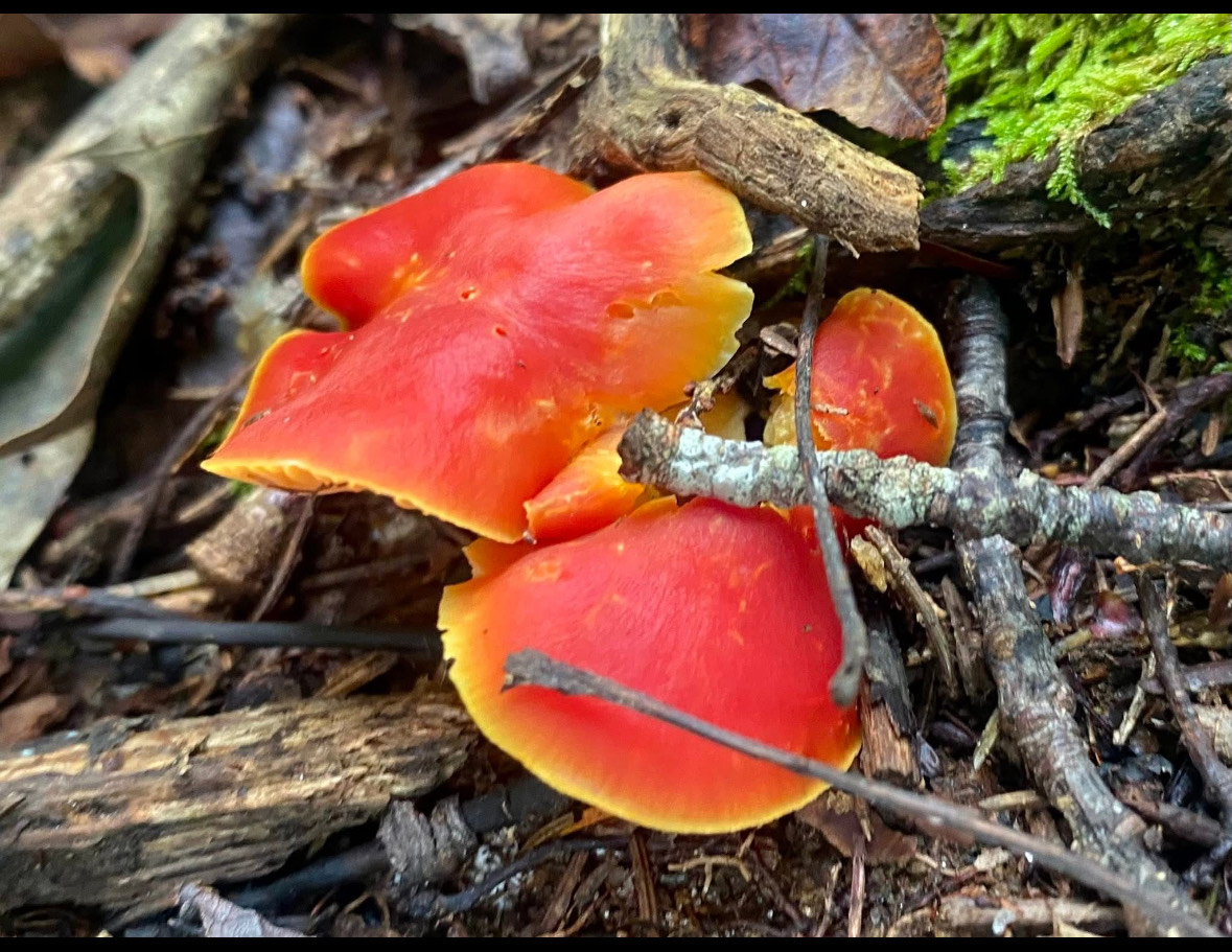 Mushroom 