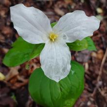 Trillium 